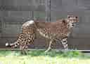 動物図鑑・チーター 12